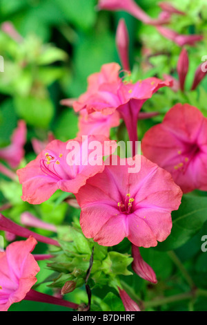 MIRABALIS JALAPA MERVEILLE DE PÉROU QUATRE PLANTES OCLOCK Banque D'Images