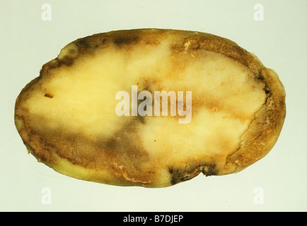 Mildiou de la pomme de terre de Phytophthora infestans chair dommages dans la section des pommes de terre Banque D'Images