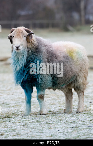 Ram Herdwick in Borrowdale Lake District couvert dans l'ocre bleu après l'automne saison de reproduction Banque D'Images