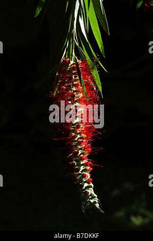 Weeping bottlebrush rouge, bottlebush (Callistemon viminalis), Blossom, le Portugal, Madère, Funchal Banque D'Images