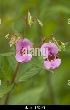 Balsamine de l'Himalaya Indien, rouge, sapin baumier, jewelweed, jewelweed ornementales casque de policier (Impatiens glandulifera), les fleurs et Banque D'Images