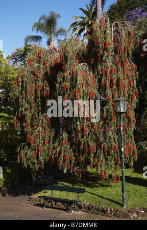 Weeping bottlebrush rouge, bottlebush (Callistemon viminalis), la floraison, le Portugal, Madère, Funchal Banque D'Images