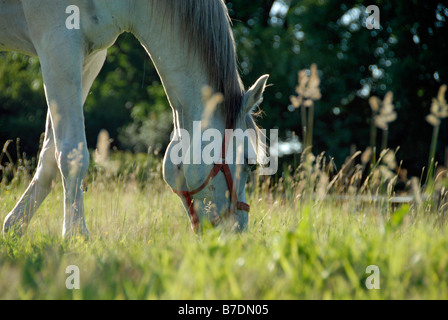 Le cheval blanc pâture dans un pré de butterbutterbups et d'herbe dans été Banque D'Images