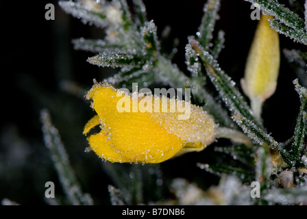 Close-up de l'ajonc commun montrant sa fleur jaune et vert feuilles épineuses et givrée. Banque D'Images