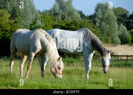 Le cheval blanc pâture dans un pré de butterbutterbups et d'herbe dans été Banque D'Images