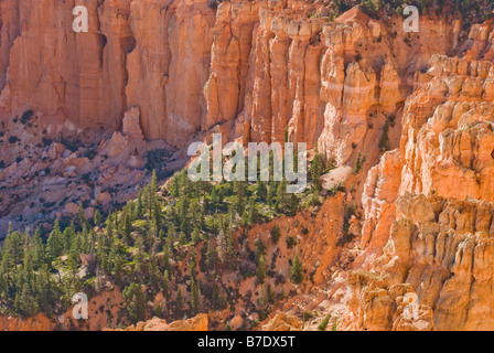 Mur de Hoodoos orange le long de falaise dans le parc national de Bryce Canyon Utah Banque D'Images