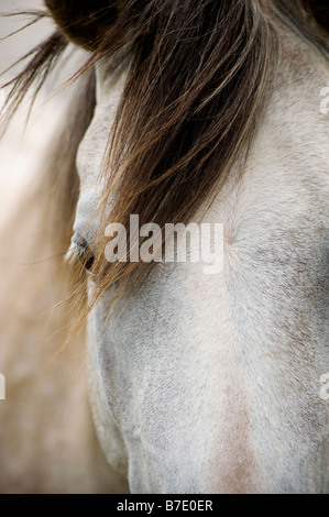 Cheval gris à l'état sauvage, de l'Afrique du Sud de l'État libre Banque D'Images