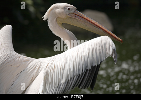 Bec jaune cigogne laiteuse Mycteria ibis battant des ailes d'oiseaux de Kuala Lumpur Malaisie Asie du sud-est du parc Banque D'Images