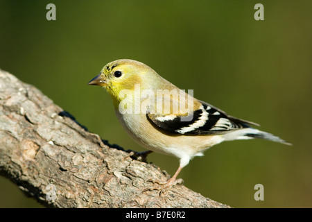 Chardonneret jaune Carduelis tristis Banque D'Images