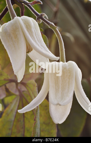 CLEMATIS UROPHYLLA BEAUTÉ D'HIVER EN JANVIER Banque D'Images