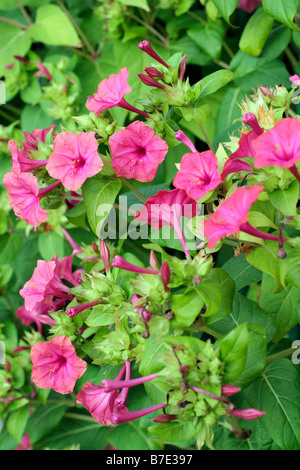 MIRABALIS JALAPA MERVEILLE DE PÉROU QUATRE PLANTES OCLOCK Banque D'Images