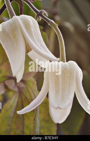 CLEMATIS UROPHYLLA BEAUTÉ D'HIVER EN JANVIER Banque D'Images