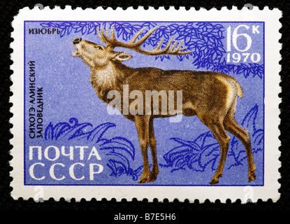Red Deer (Cervus elaphus), Sikhote Alin, réserve naturelle de Primorsky Krai, timbre-poste, URSS, 1970 Banque D'Images