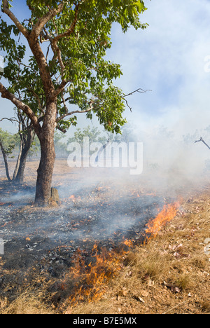 Feu de broussailles contrôlés dans le Kakadu National Park Banque D'Images