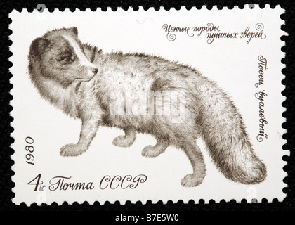 Le renard arctique, le renard blanc, neige Fox (Vulpes lagopus), timbre-poste, URSS, 1980 Banque D'Images