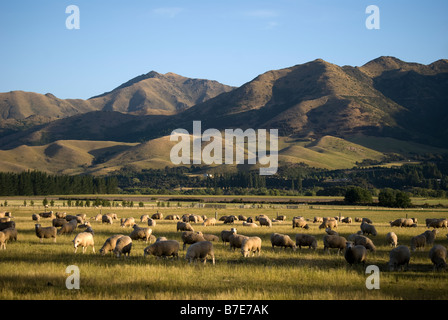 Le pâturage des moutons et les collines montrant Amuri Gammes, District Hurunui, Canterbury, Nouvelle-Zélande Banque D'Images