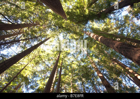 Redwood (Sequoia sempervirens), Big Sur, la côte Pacifique, près de la ville de Big Sur, Californie, USA Banque D'Images