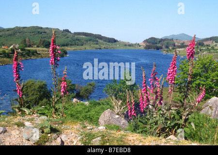 Digitales à côté de Looscaunagh Lough, comté de Kerry Banque D'Images