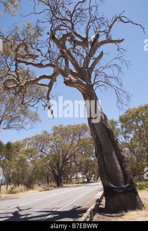 Canoë autochtone arbre : un arbre dépouillé d'écorce utilisé dans la fabrication d'un canoë traditionnel. Banque D'Images