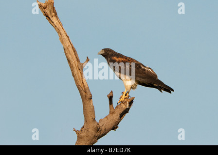 White-tailed hawk Banque D'Images