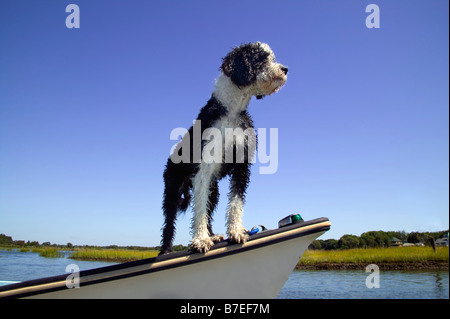 Scout de chien Banque D'Images