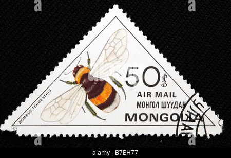 Cerf chamois bumblebee, grande terre, les bourdons Bombus terrestris, timbre-poste, Mongolie, 1979 Banque D'Images