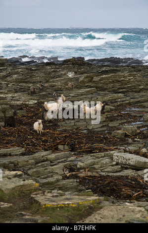 Dh Dennis Ness NORTH RONALDSAY mouton manger des algues Orcades rocky shore Banque D'Images