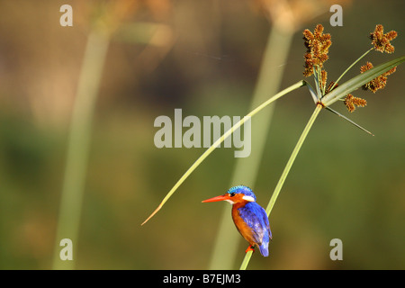 Malacite Kingfisher Banque D'Images