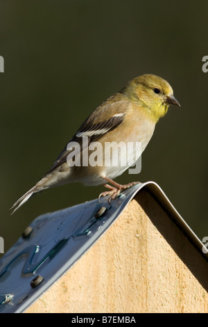 Chardonneret jaune Carduelis tristis Banque D'Images