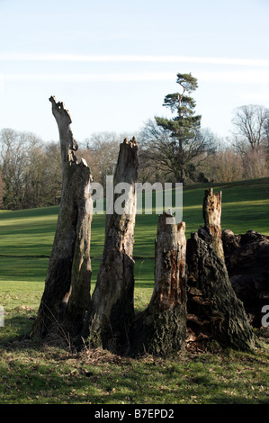 Vestiges d'un vieux chêne de la Turquie sur le moignon de la chaîne verte Promenade à travers le parc Lieu Beckenham Lewisham, entouré par le Golf Banque D'Images