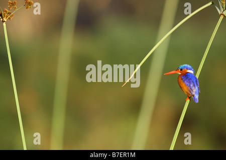 Malacite Kingfisher Banque D'Images