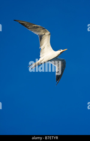 Sterne royale (Sterna maxima) en vol Banque D'Images