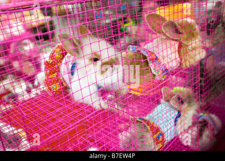 Les lapins en cage de porter des robes pour la vente dans un magasin pour animaux de caler au Marché du week-end de Chatuchak à Bangkok en Thaïlande Banque D'Images