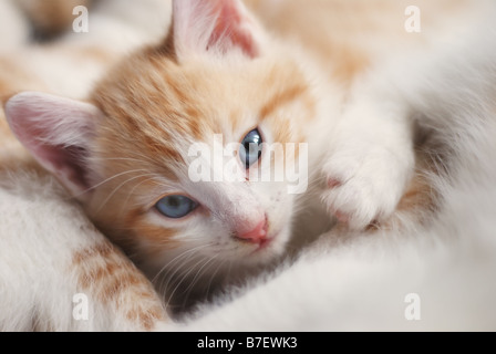 Sweet kitty regardez, portrait visage Banque D'Images