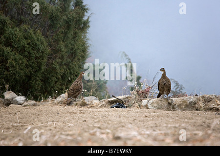 Espèce de femelle Himalayan Monal Lophophorus impejanus vu dans Phurte, parc national de Sagarmatha au Népal, la région, le Solokhumbu Banque D'Images