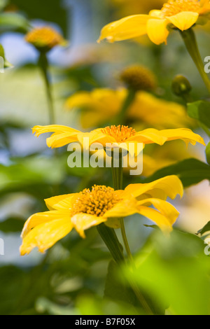 Marigold arbre, tournesol mexicain Banque D'Images