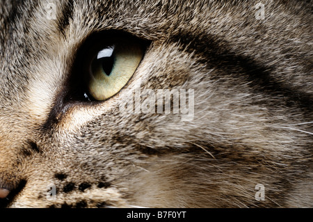 Stock photo d'un gros plan d'une tête de chat Banque D'Images