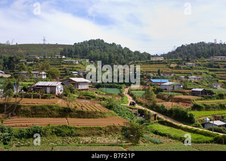 Pays du thé Nuwara Eliya au Sri Lanka Banque D'Images