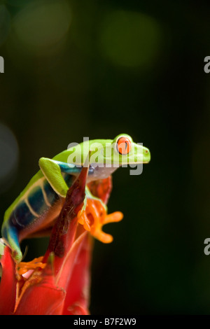 Grenouille arboricole aux yeux rouges (agalychnis callidryas) au Costa Rica Banque D'Images