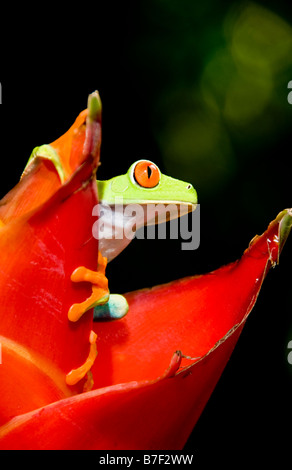 Grenouille arboricole aux yeux rouges (agalychnis callidryas) au Costa Rica Banque D'Images