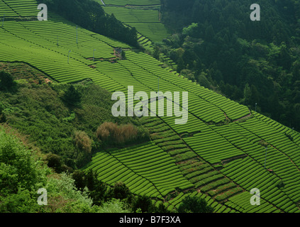 Domaines de plantations de thé Banque D'Images