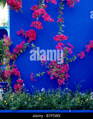 Bougainvillea Scarlett O'Hara contre un mur peint en bleu Banque D'Images