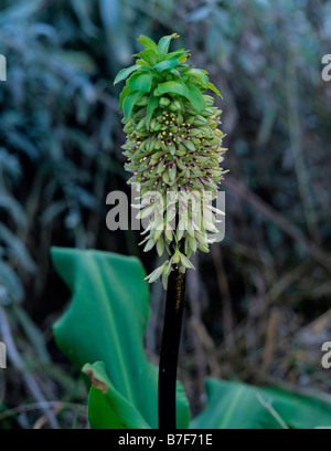 L'Eucomis bicolor floraison Banque D'Images