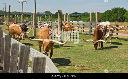 Texas Fort Worth Stockyards National Historic District longhorn cattle Banque D'Images