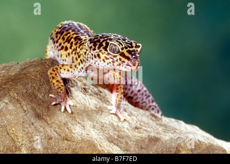 Le gecko léopard (Eublepharis macularis) Banque D'Images