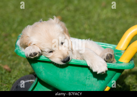 Alfie, un peu big soft chiot golden retriever âgé de 7 semaines semble parfaitement à l'aise dans un jouet d'enfant brouette. Banque D'Images