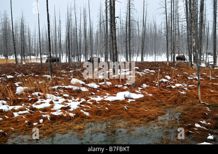 Les bisons du marais couverts de neige. Le Parc National de Yellowstone, Wyoming, USA. Banque D'Images