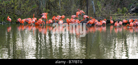 Une volée de flamants roses avec une belle réflexion près d'une lagune à New Orleans, LA Banque D'Images