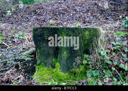 Vieille souche d'arbre avec de la Mousse poussant sur elle Banque D'Images