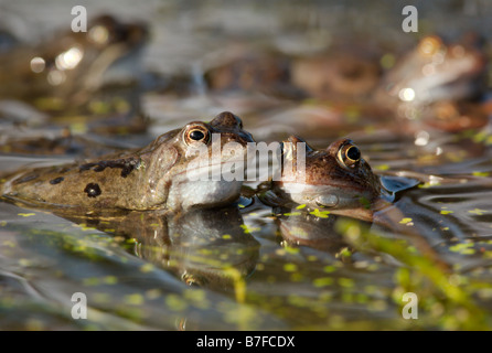 Les grenouilles (Rana temporia) dans un étang. Banque D'Images